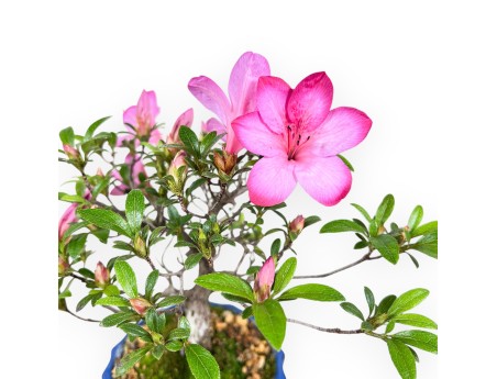 Bonsai di Azalea da 25 cm | Vaso tondo in grès