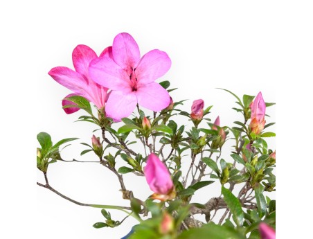 Bonsai di Azalea da 25 cm | Vaso tondo in grès
