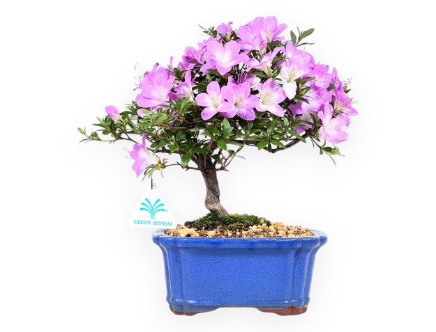 Azalea bonsai 27 cm | Pot rectangulaire bleu