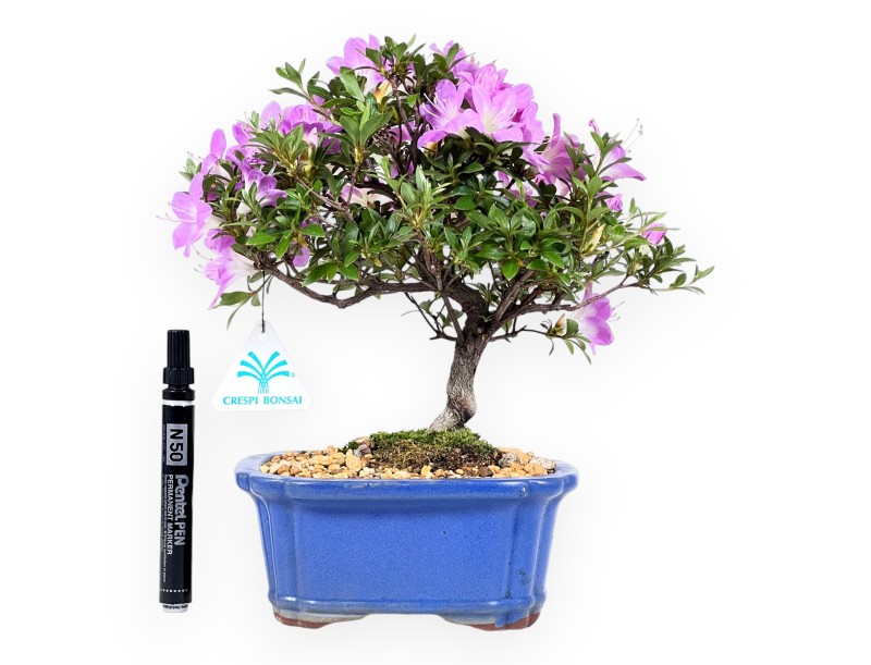 Azalee Bonsai 27 cm | Rechteckiger blauer Topf