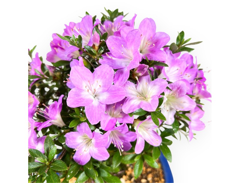 Bonsai di Azalea da 27 cm | Vaso rettangolare blu