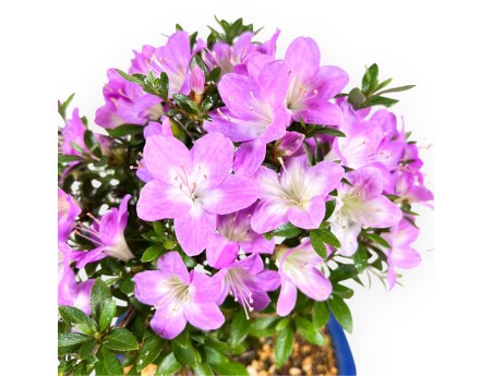 Azalee Bonsai 27 cm | Rechteckiger blauer Topf