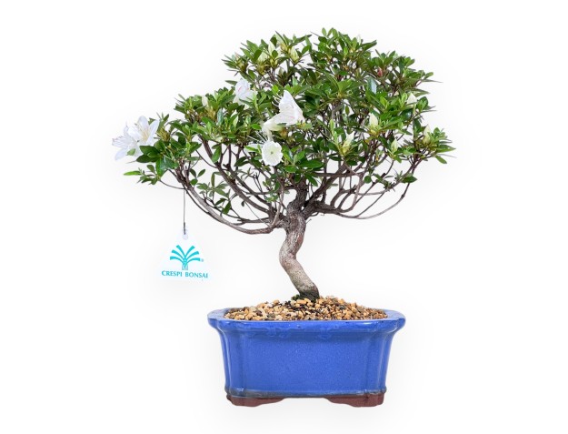 Bonsai di Azalea da 31 cm | Vaso rettangolare blu