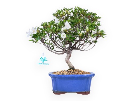 Bonsai di Azalea da 31 cm | Vaso rettangolare blu