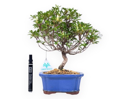 Bonsai di Azalea da 31 cm | Vaso rettangolare blu