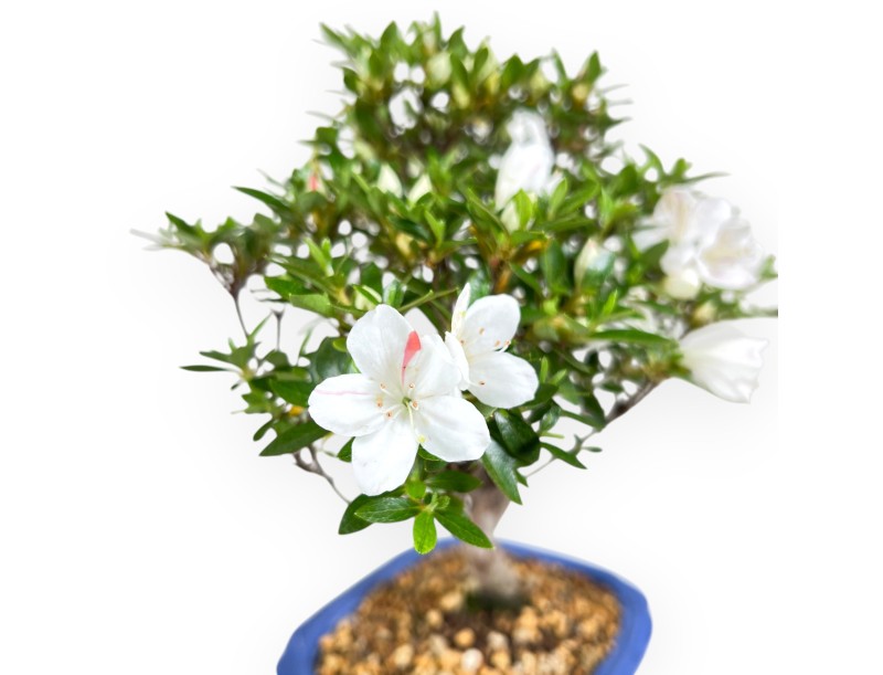 Azalee Bonsai 31 cm | Rechteckiger blauer Topf