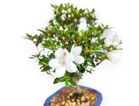 Bonsai di Azalea da 31 cm | Vaso rettangolare blu