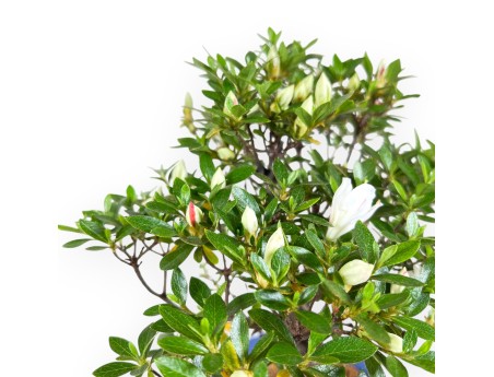 Bonsai di Azalea da 31 cm | Vaso rettangolare blu