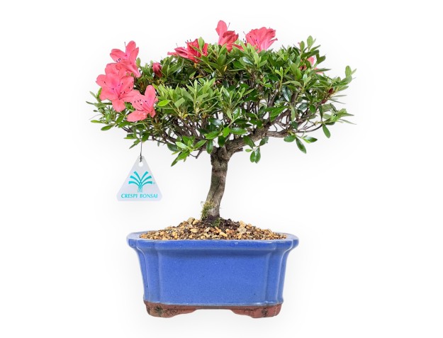 Bonsaï azalée 28 cm | Pot rectangulaire bleu