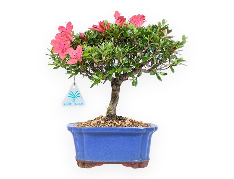 Bonsai di Azalea da 28 cm | Vaso rettangolare blu