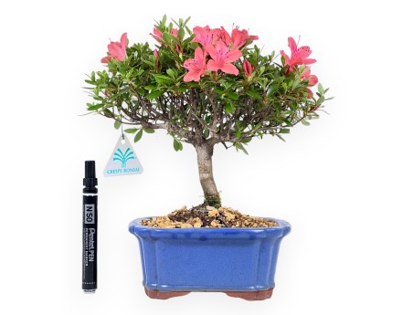 Bonsai di Azalea da 28 cm | Vaso rettangolare blu