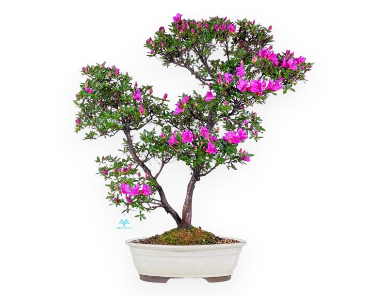 Bonsai di Azalea da 70 cm | Vaso ovale color crema