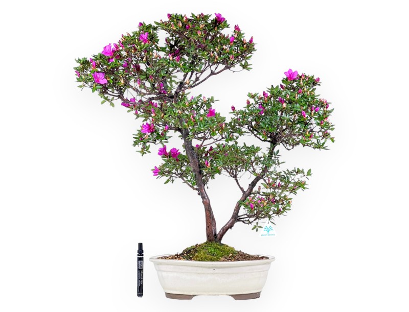 Bonsai di Azalea da 70 cm | Vaso ovale color crema