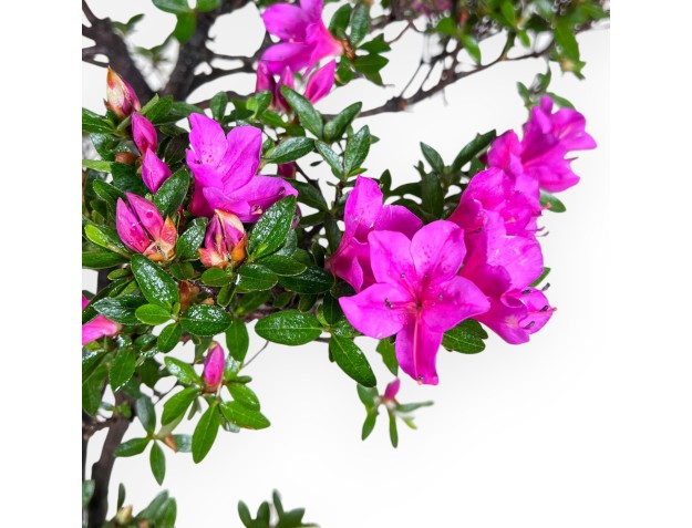 Bonsaï azalée 70 cm | Pot ovale couleur crème 2