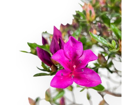 Azalee Bonsai 44 cm | Rechteckiger Topf graugrün