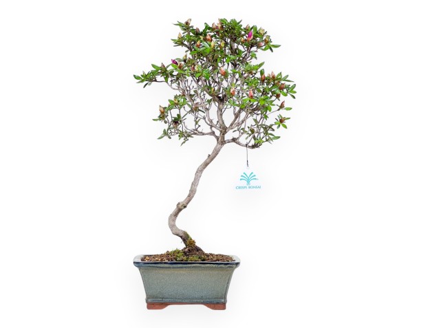 Bonsai di Azalea da 44 cm | Vaso rettangolare grigio-verde