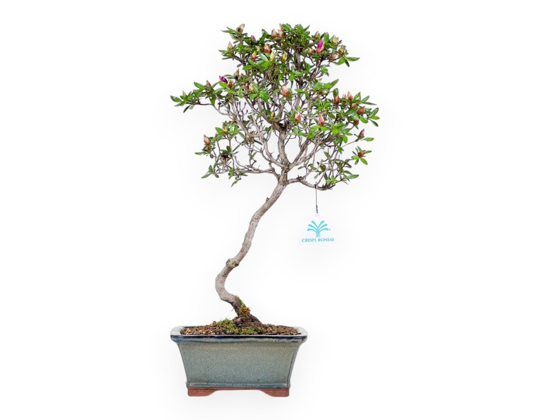 Azalee Bonsai 44 cm | Rechteckiger Topf graugrün