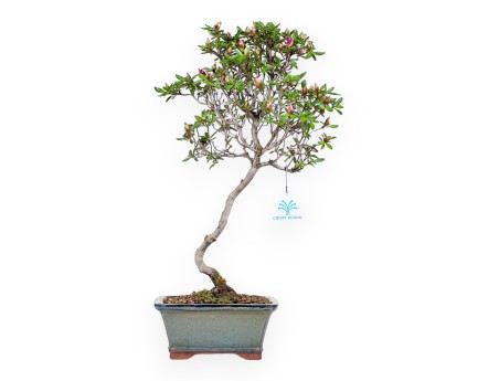 Bonsai di Azalea da 44 cm | Vaso rettangolare grigio-verde
