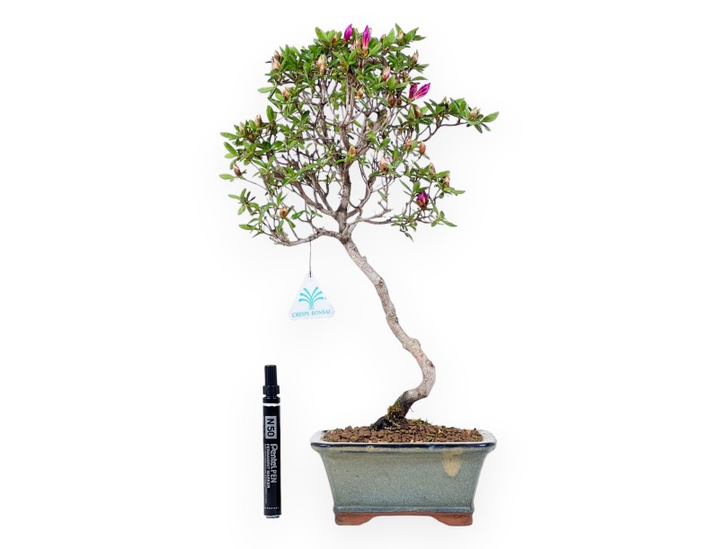 Bonsai di Azalea da 44 cm | Vaso rettangolare grigio-verde
