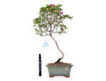 Bonsai di Azalea da 44 cm | Vaso rettangolare grigio-verde