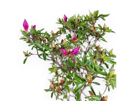 Bonsai di Azalea da 44 cm | Vaso rettangolare grigio-verde