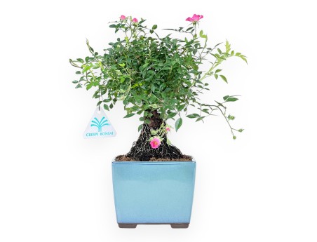 Bonsai di Rosa da 28 cm | Vaso quadrato in grès