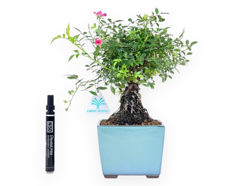 Bonsai di Rosa da 28 cm | Vaso quadrato in grès