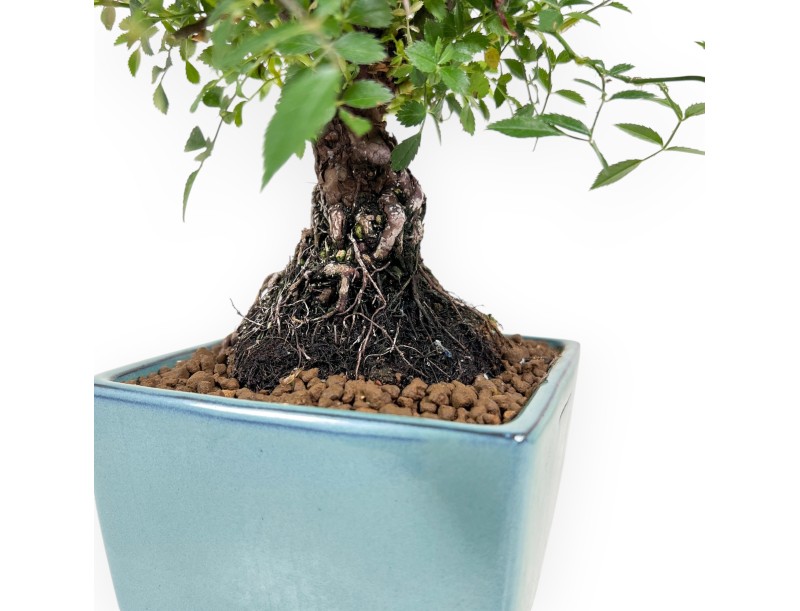 Bonsaï rose de 28 cm | pot carré en grès