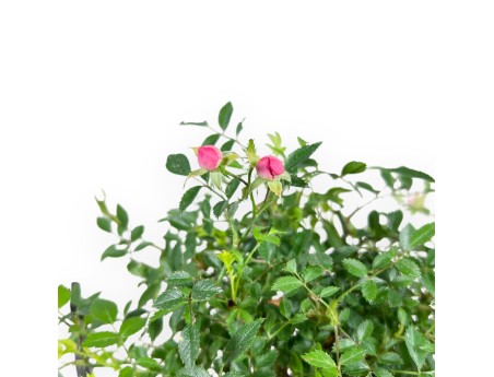 Bonsai di Rosa da 28 cm | Vaso quadrato in grès