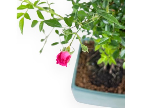 28 cm roos bonsai | vierkante steengoed pot