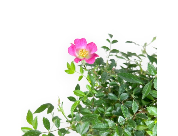 Bonsai di Rosa da 28 cm | Vaso quadrato in grès 2