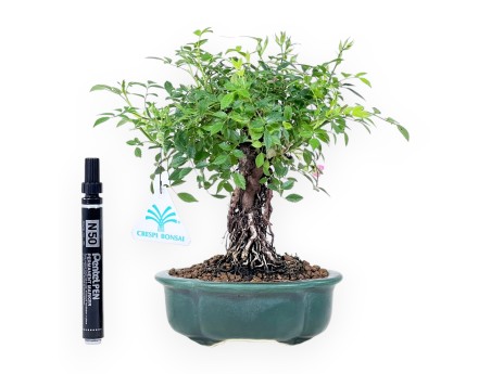Bonsai di Rosa da 23 cm | Vaso a nuvola in grès