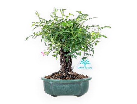 Bonsai di Rosa da 23 cm | Vaso a nuvola in grès