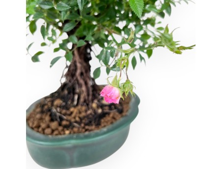 23 cm rose bonsai | stoneware cloud vase