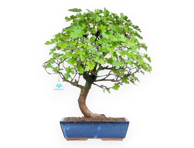 Morus bonsai 52 cm | Pot rectangulaire bleu