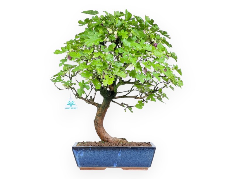 Bonsai di Morus da 52 cm | Vaso rettangolare blu
