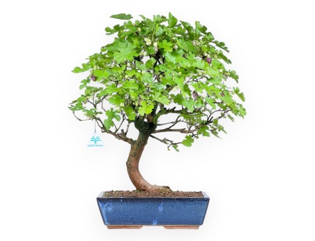 Morus bonsai 52 cm | Maceta rectangular azul