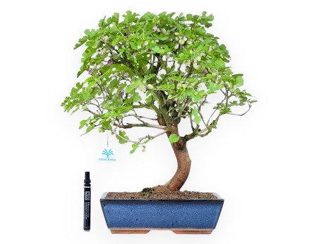 Morus bonsai 52 cm | Rectangular blue pot