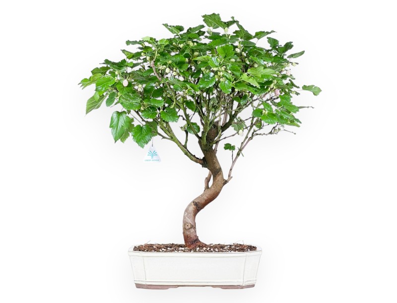 Bonsai van Morus van 64 cm | Rechthoekige crème pot