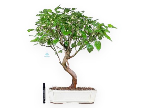 Bonsai di Morus da 64 cm | Vaso rettangolare crema