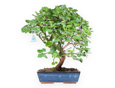 Bonsai von Morus von 52 cm | Rechteckig blau Topf