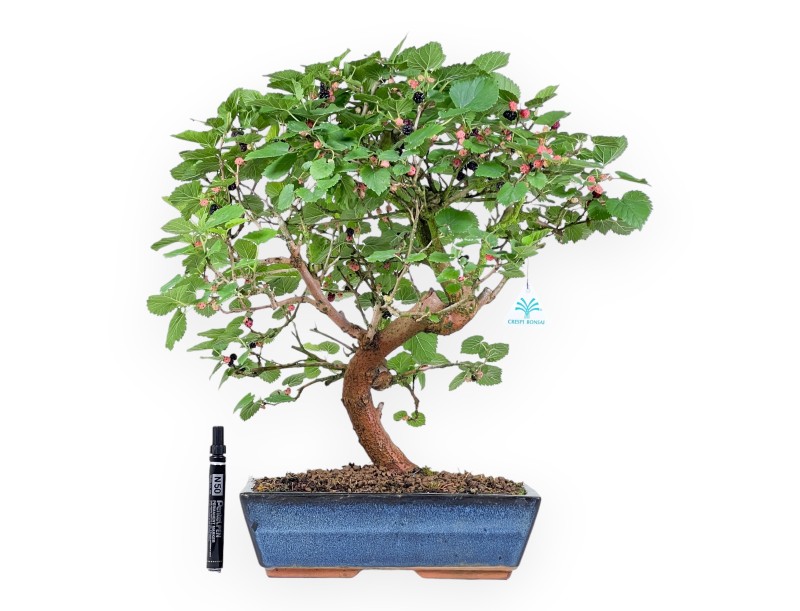 Bonsai of Morus of 52 cm | Rectangular blue pot