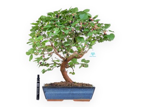 Morus bonsai 52 cm | Rechthoekige blauw pot