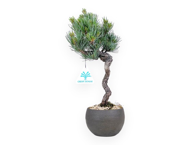 Bonsai of Pinus Pentaphylla 31 cm | Round stoneware pot