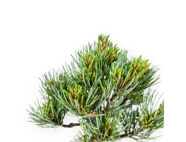 Bonsai of Pinus Pentaphylla 31 cm | Round stoneware pot 2
