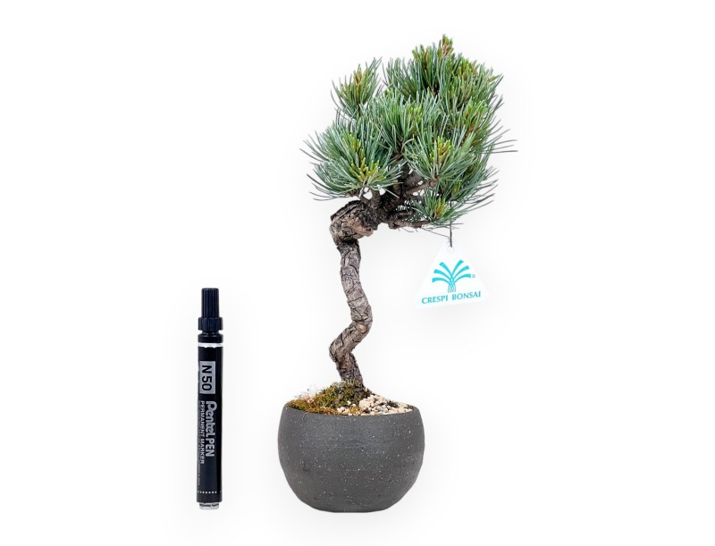 Bonsai von Pinus Pentaphylla von 31 cm | Rund Steingut Topf