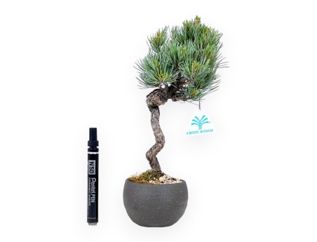 Bonsai of Pinus Pentaphylla 31 cm | Round stoneware pot