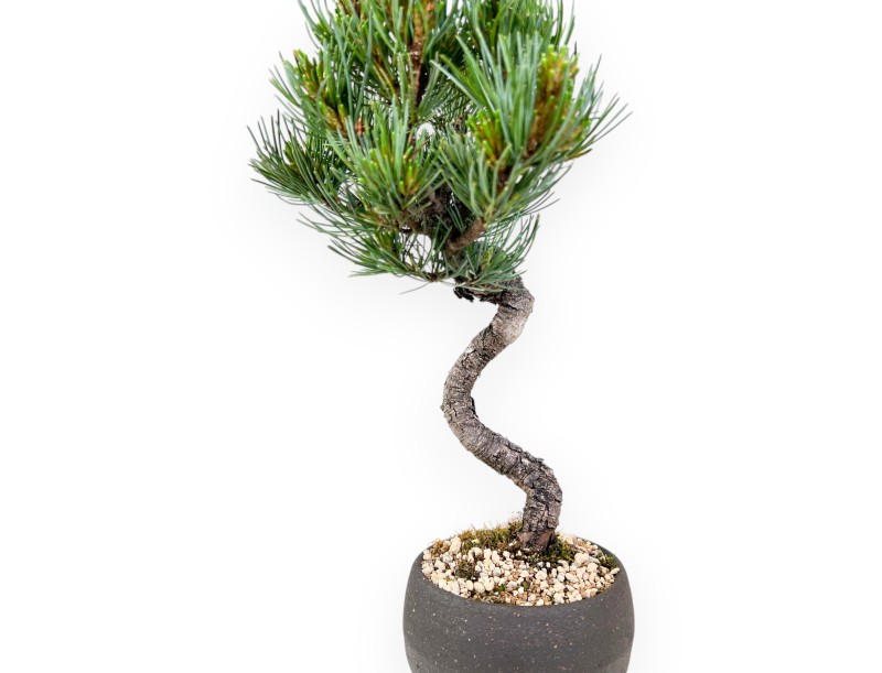 Bonsaï de Pinus Pentaphylla 31 cm | Pot rond en grès