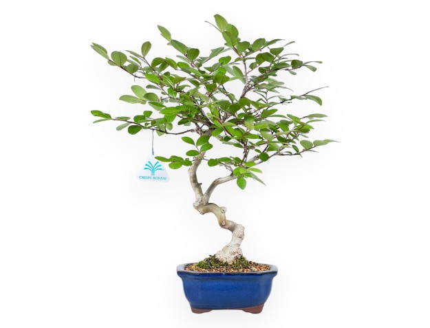 Bonsaï de Lagerstroemia de 40 cm | Pot rectangulaire bleu