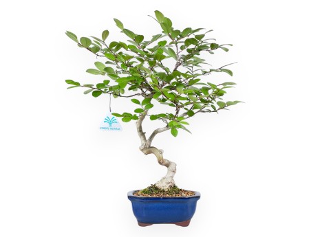 Bonsai di Lagerstroemia da 40 cm | Vaso rettangolare blu